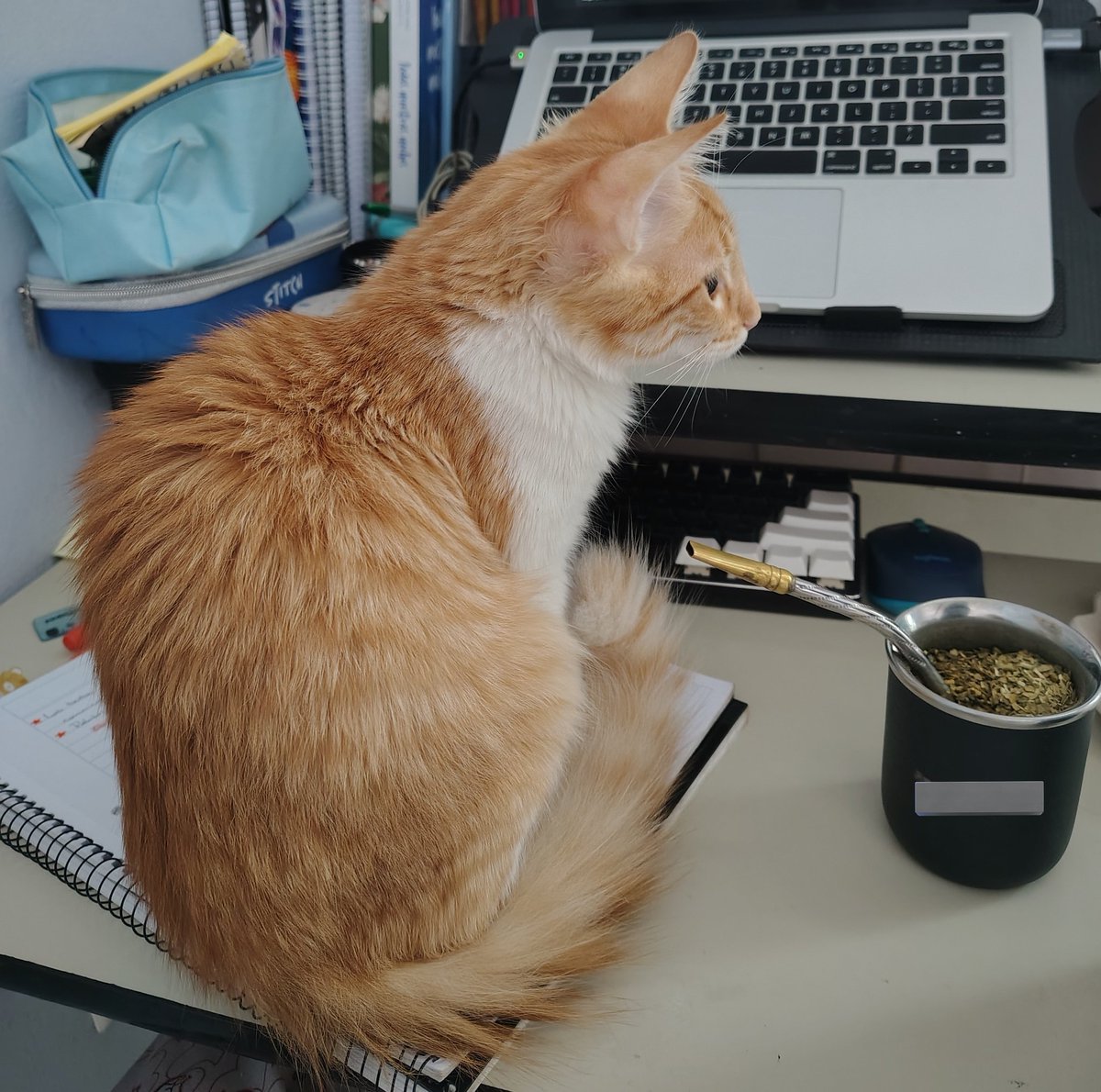 kao! ✩ lvs Cata | 29/01 tweet media