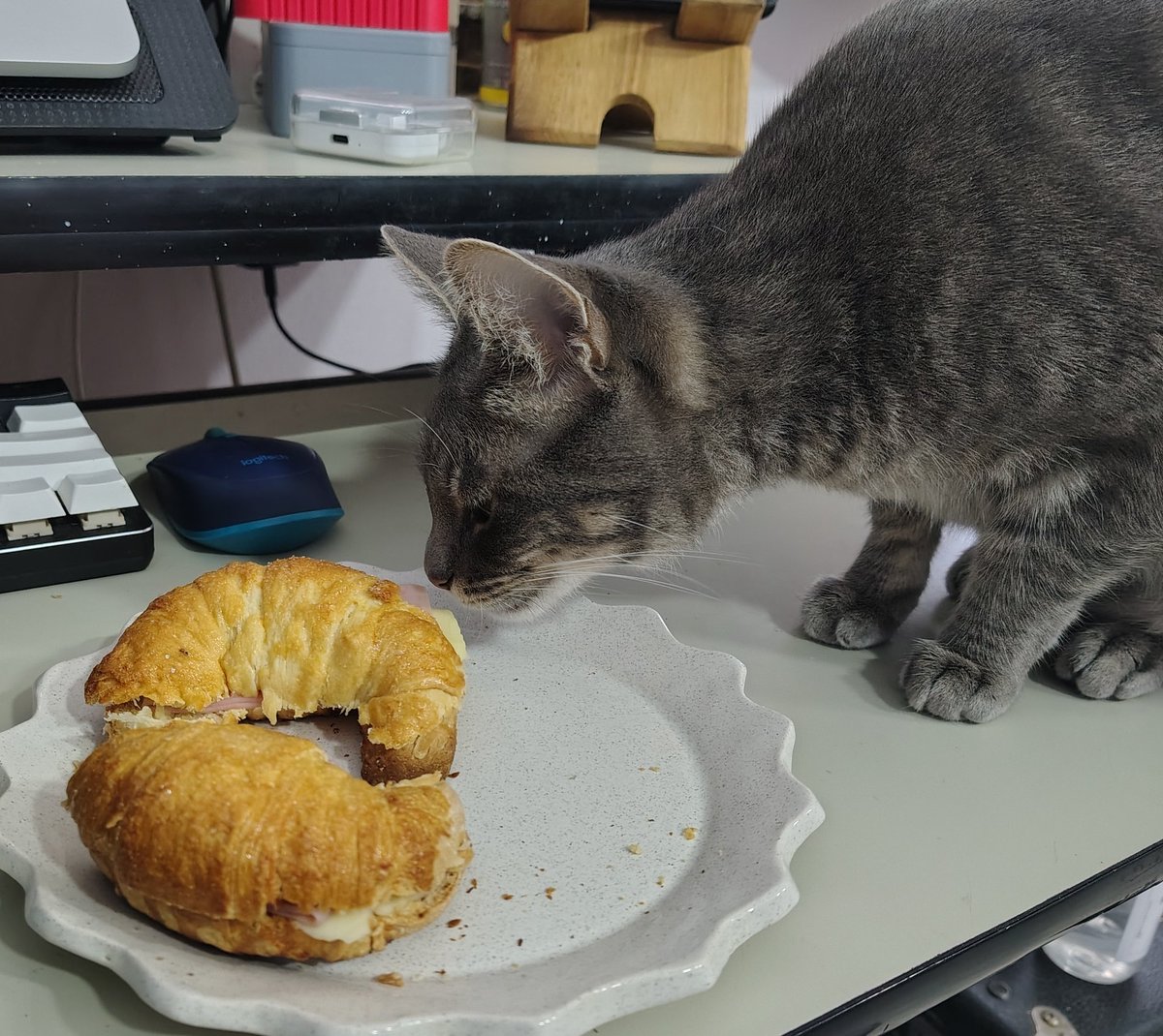 kao! ✩ lvs Cata | 29/01 tweet media