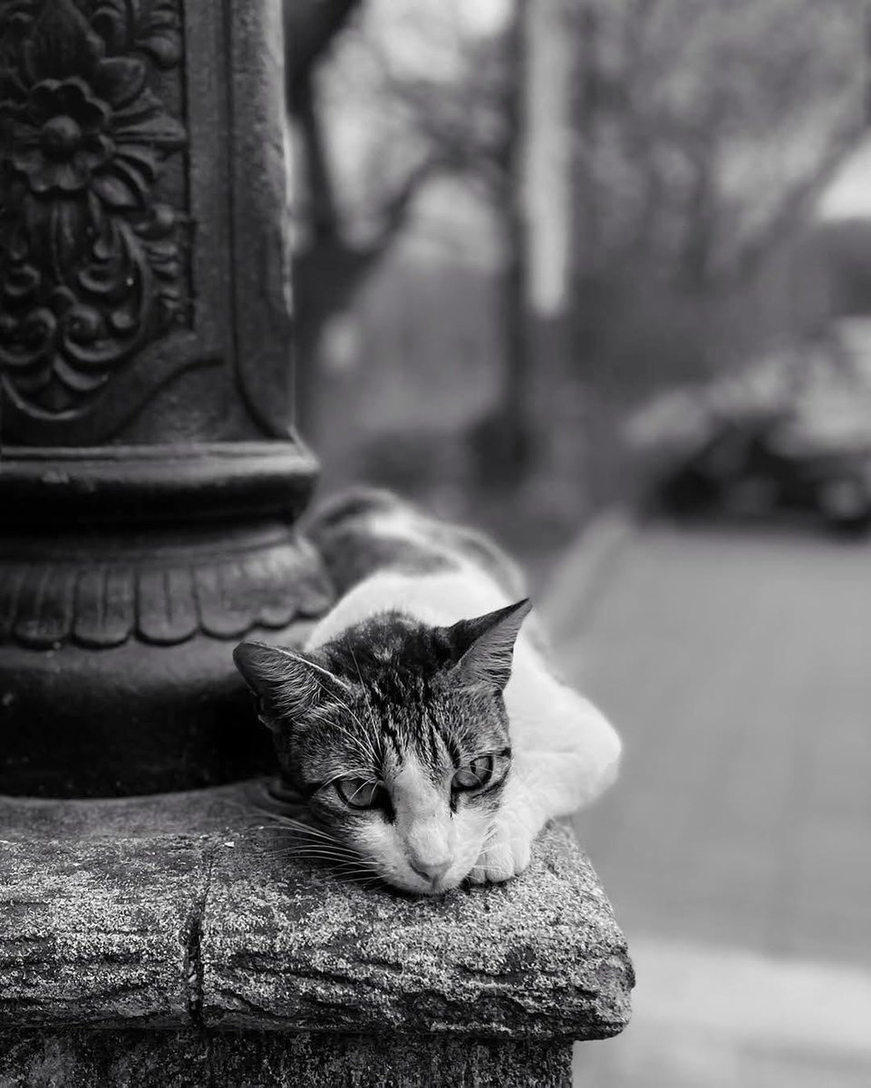 Unica14177579's tweet image. Loading… please wait.🐾

#cats #catslovers #pets #MondayMood 

Photograph by : Sahil Dhavale