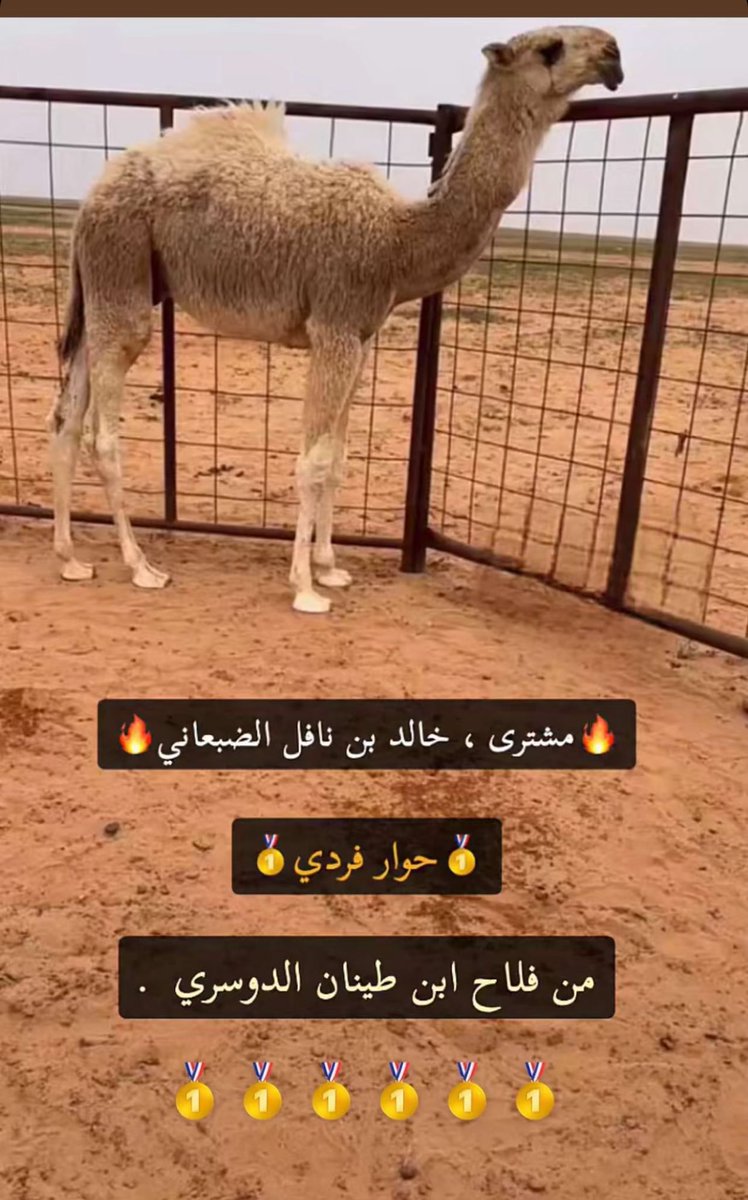 تركي الحربي🇸🇦 tweet media