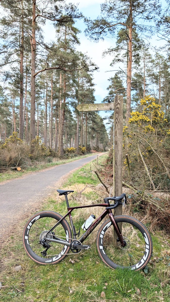 Tom Moodie tweet media