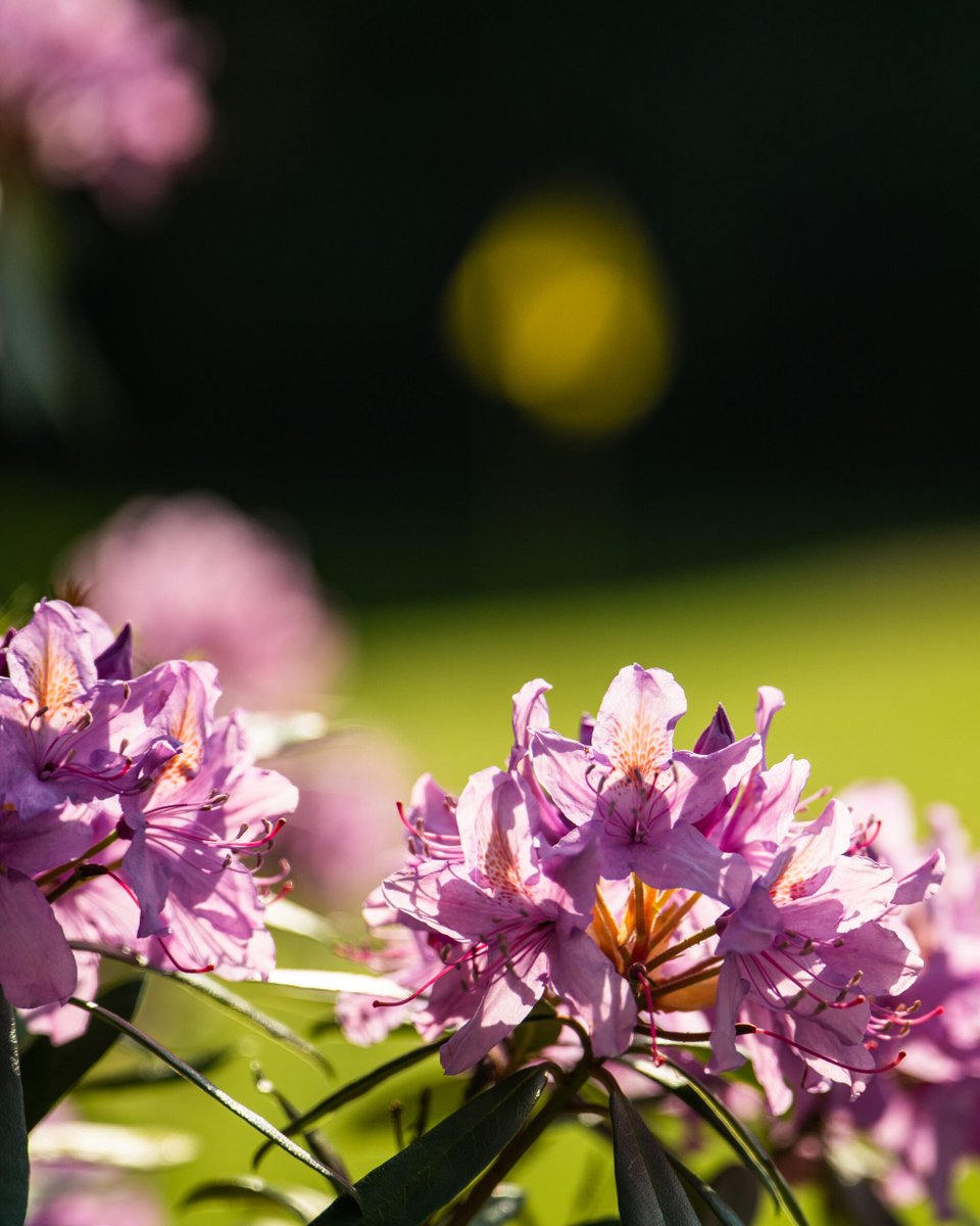 Sunningdale Heath tweet media
