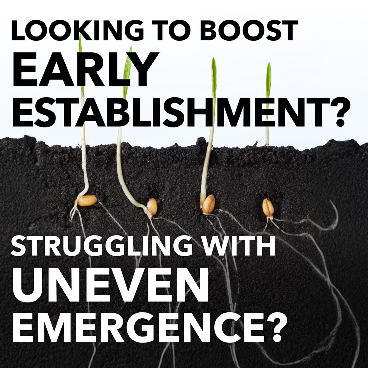 ActiveAgriAUS's tweet photo. Active INFURROW drives faster, more uniform establishment across key crops:

🌱 Faster, more even germination
🌱 Stronger root development
🌱 Improved vigour and stress tolerance
🌱 Higher yield potential per plant

https://t.co/ty1gcobwKF https://t.co/YRADtGFqWN