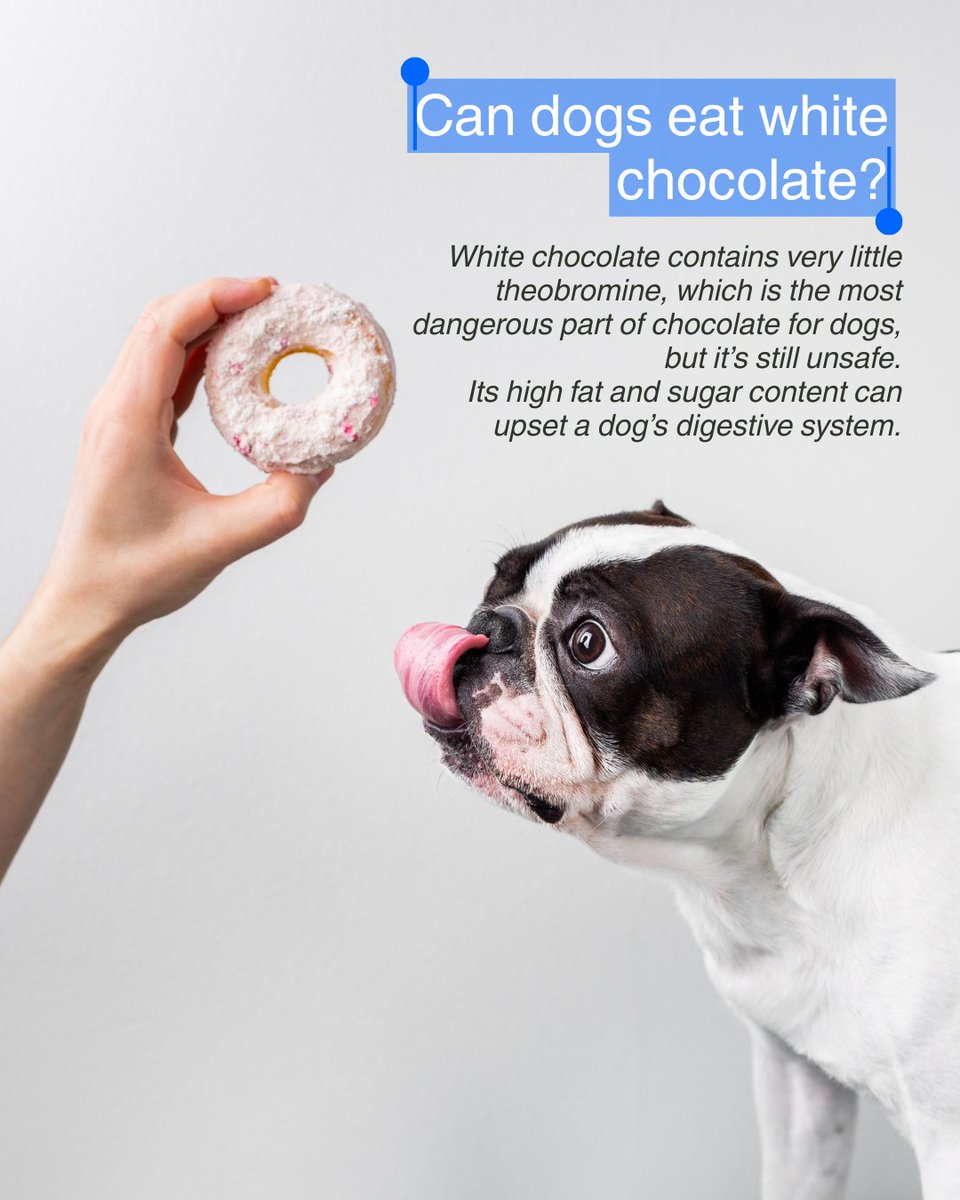 Healthy_Animals's tweet photo. Yes, white chocolate contains less theobromine than darker chocolate—but that doesn’t make it a safe treat.
Its high fat and sugar can still upset a dog’s digestive system, so it’s best to skip sharing and call us right away if ingestion happens. 🍩🐾 https://t.co/RDCnU8Eyo9