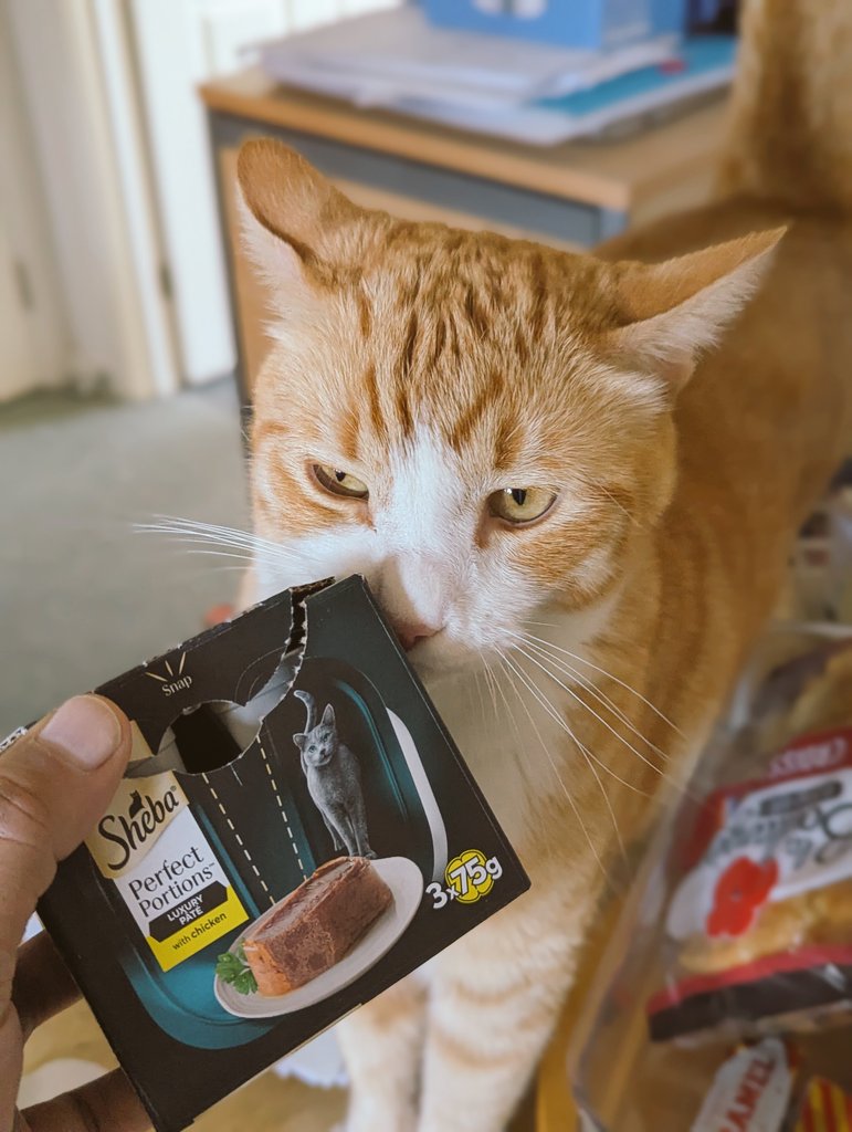 Vio (+ 🐱Charlie & 🐱Chris) tweet media