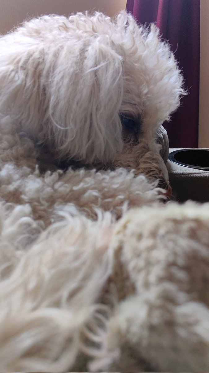 Marisol Cid tweet media