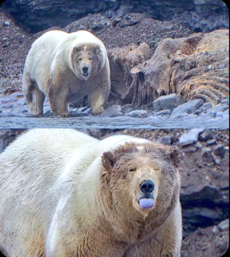 Состояние по жизни: