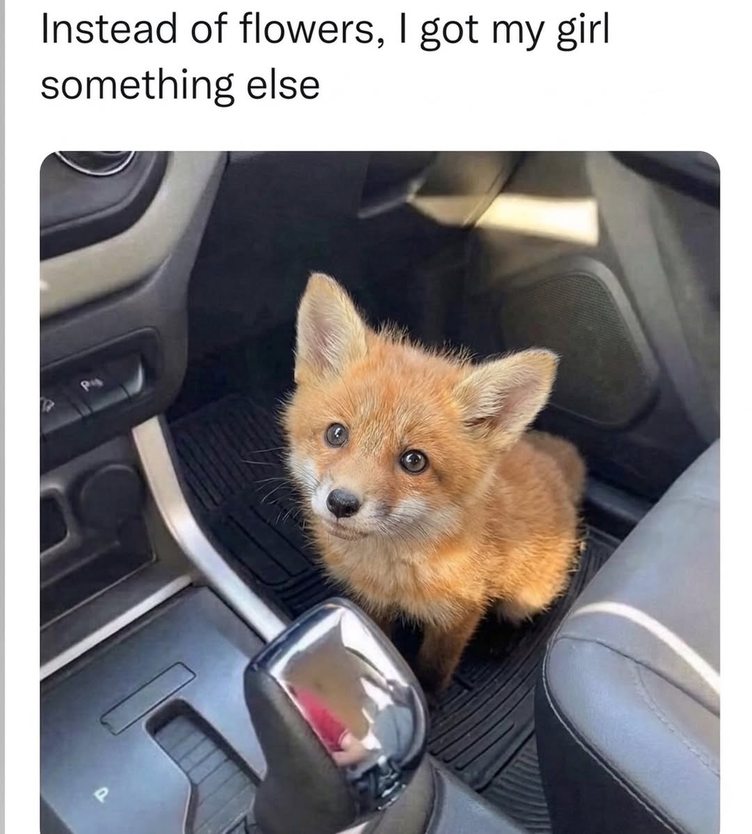 🍁 𝓣𝓱𝓮 𝓕𝓸𝔁 𝓛𝓲𝓯𝓮 🌾🦊 tweet media