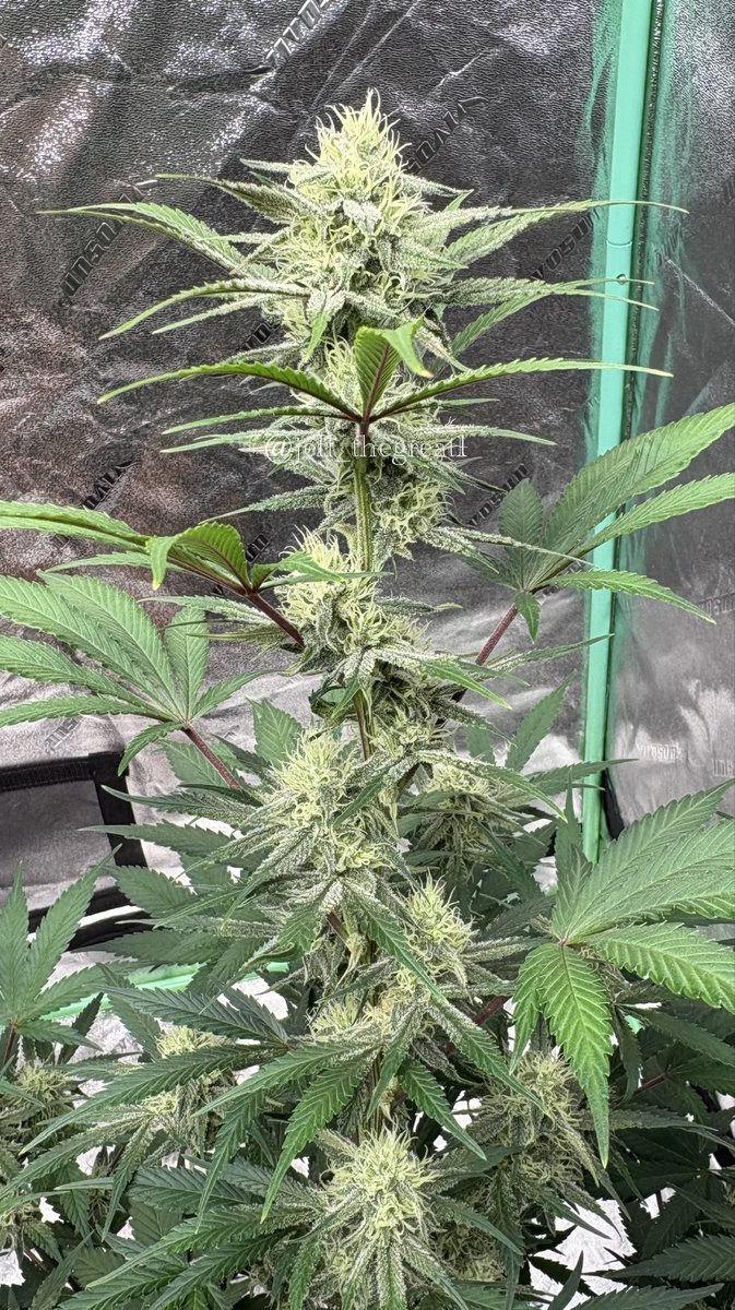 jeff_thegreat1's tweet photo. Rootbeer Float

Day 65 since hitting dirt

This strain always produces big, frosty, sticky buds thats smell sooo damn good. It’s honestly the best auto ever 🔥🔥

#GrowYourOwn #GeneticsMatter #YoullFloatToo https://t.co/D7hxnLY3Kj