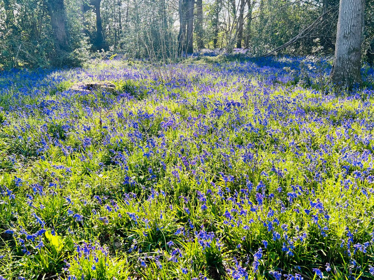 pogsons also on bluesky tweet media