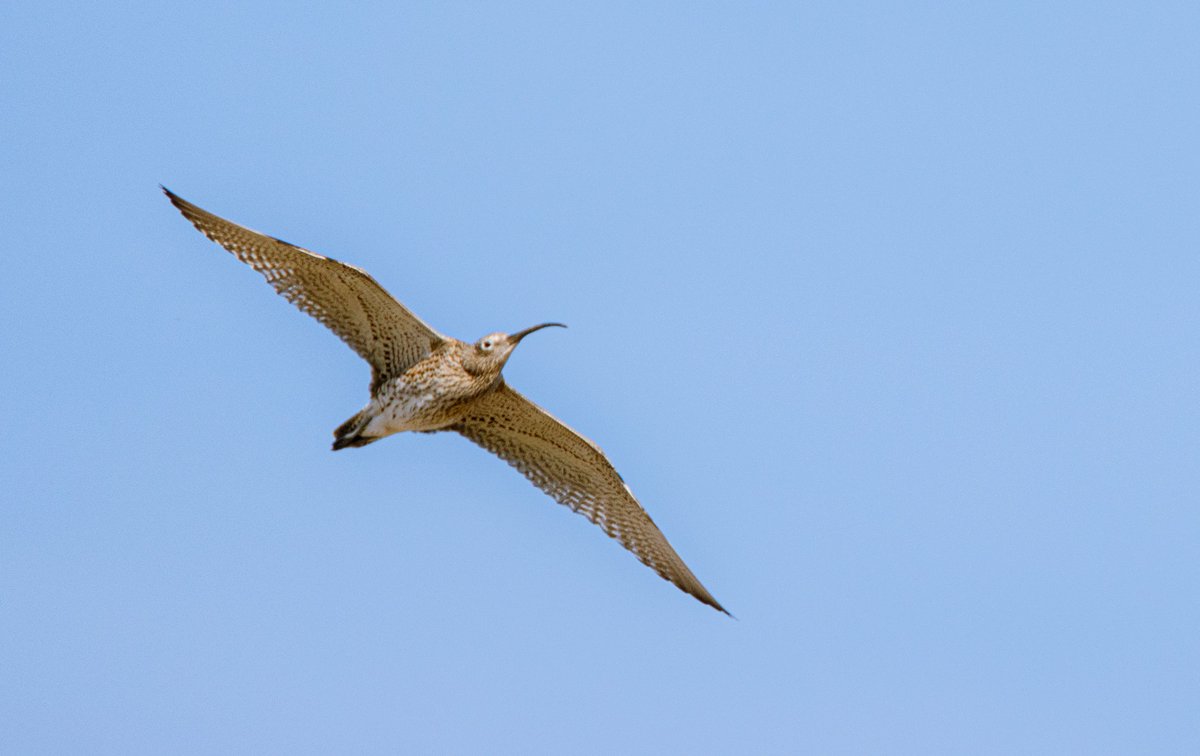 PDKimages tweet media