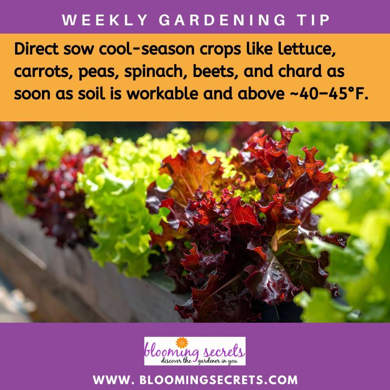 BloomingSecrets tweet media