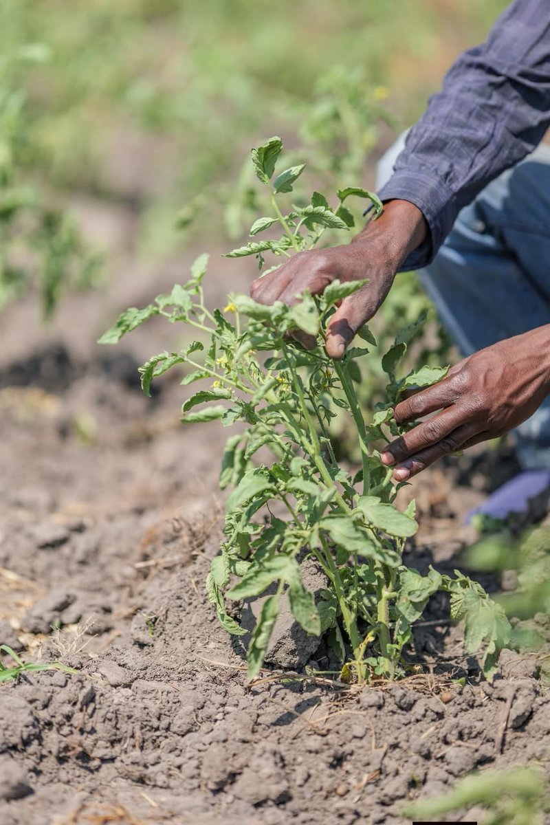 GideonSsekidde's tweet image. Farm vibes. Getting households trained with the skills to thrive - soil care, harvest hacks, and yield mastery. Building a foundation for consistent, quality production. #GoldenPosts @GovUganda #FarmToTable #UgandaAgriculture #Sustainability