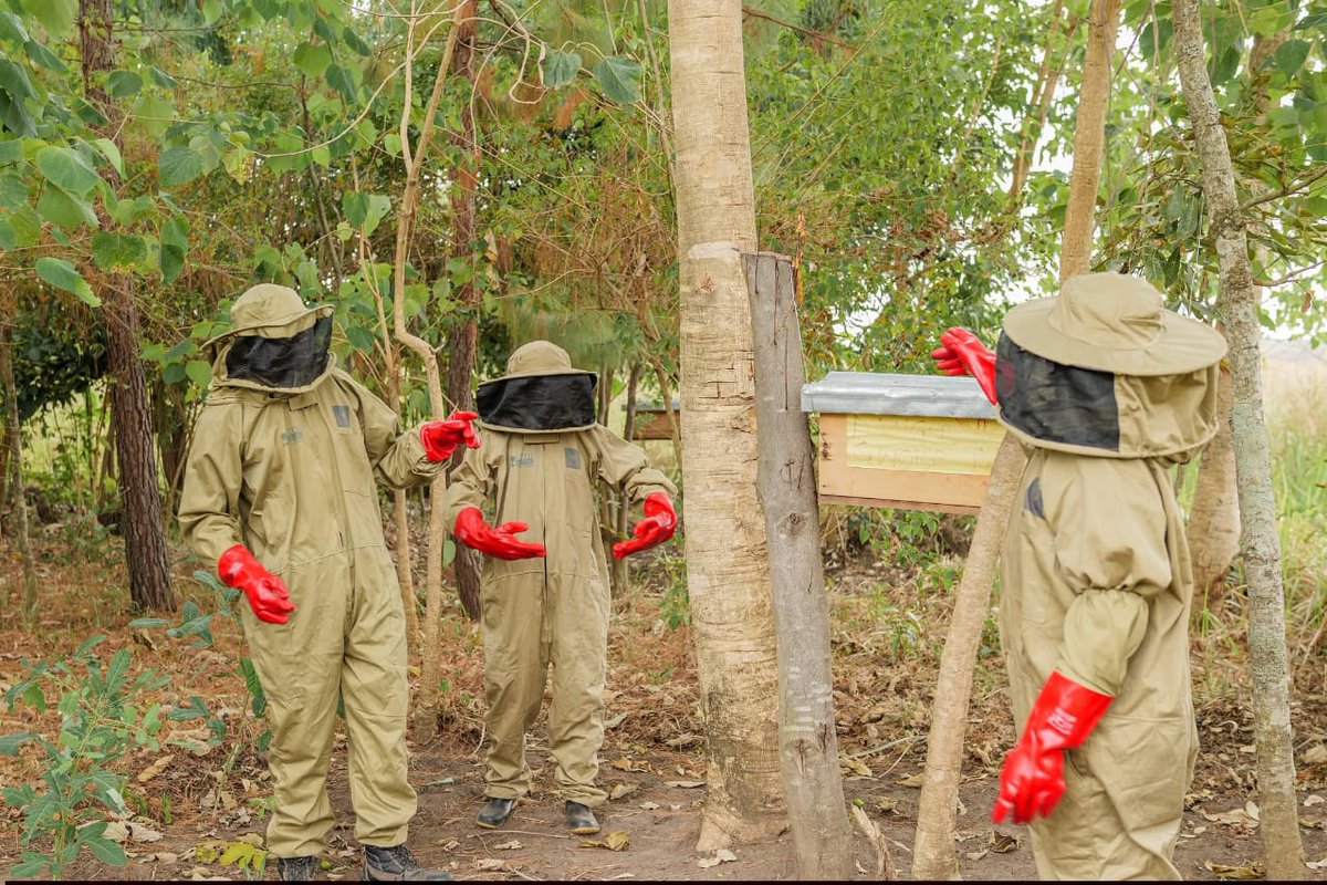 GideonSsekidde's tweet image. Farm vibes. Getting households trained with the skills to thrive - soil care, harvest hacks, and yield mastery. Building a foundation for consistent, quality production. #GoldenPosts @GovUganda #FarmToTable #UgandaAgriculture #Sustainability