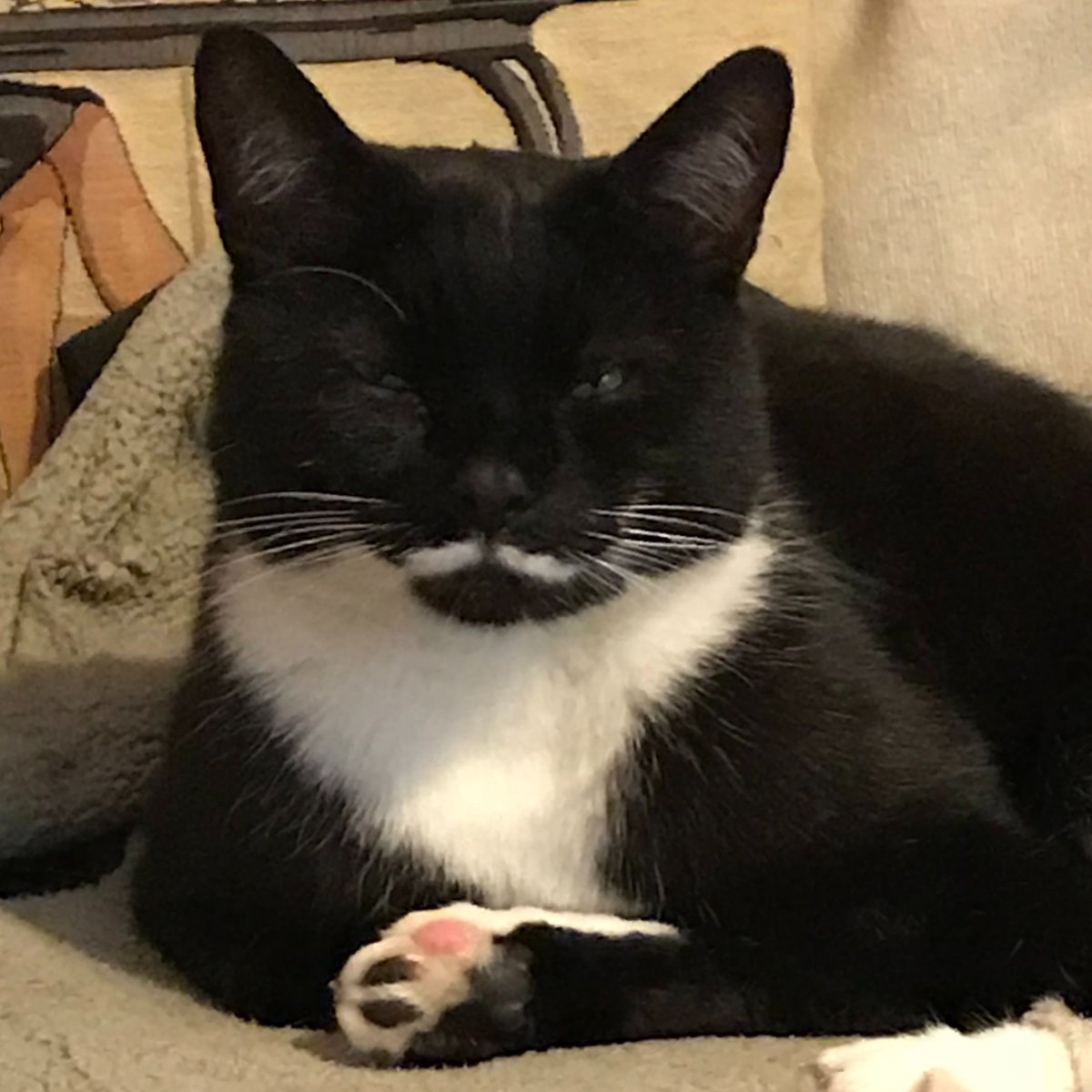 Moustache Cat tweet media