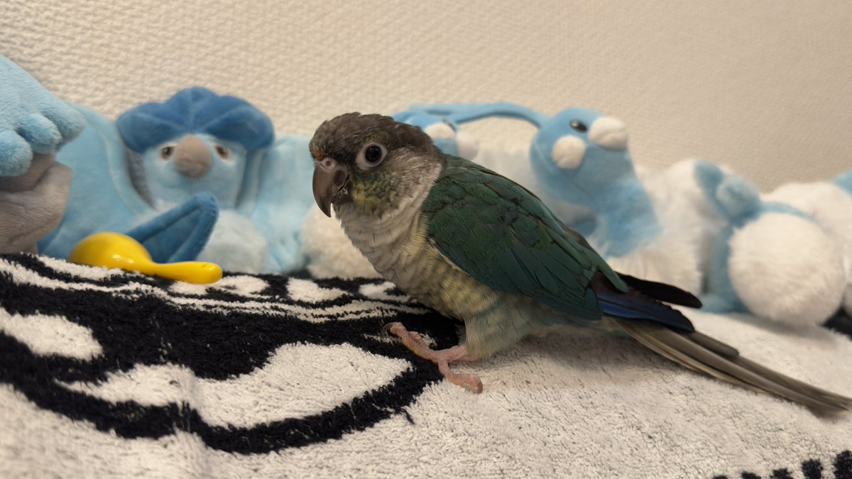 とりこ🐓 tweet media