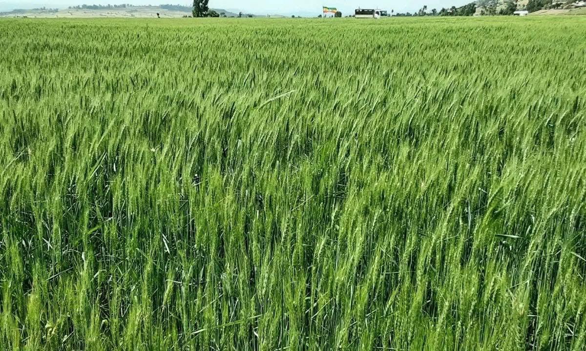 Ambassador Molalign Asfaw tweet media