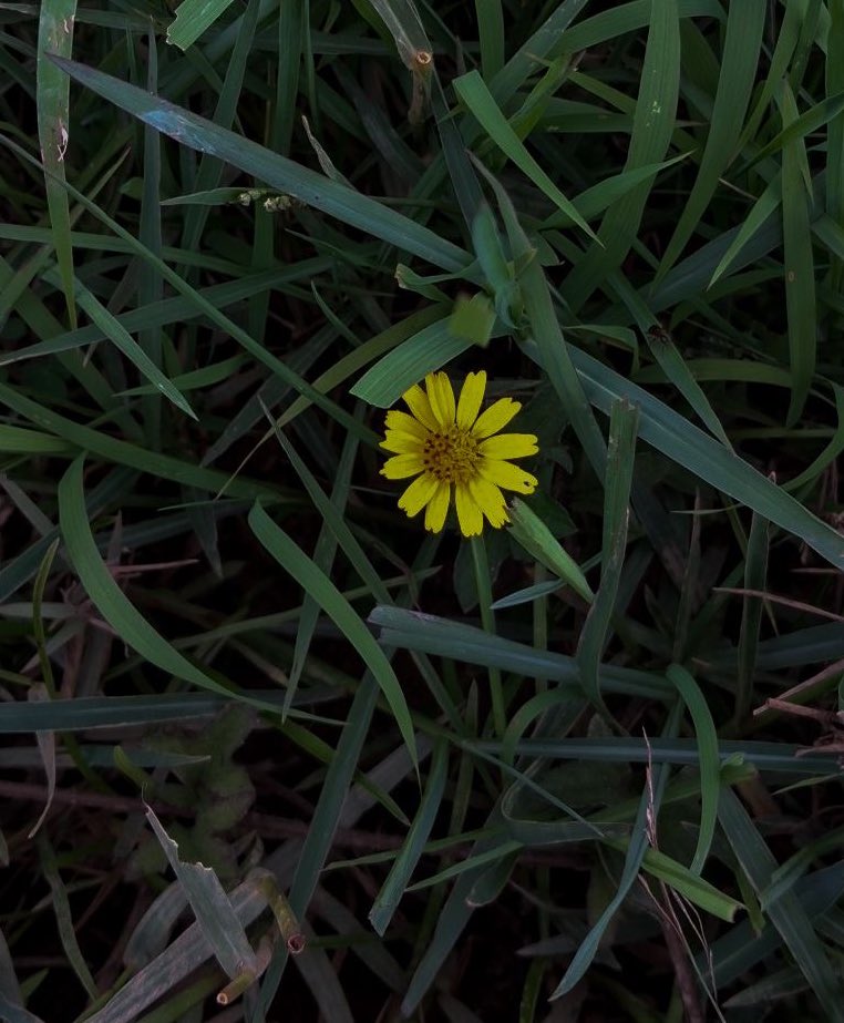 ghzlan alharbi tweet media