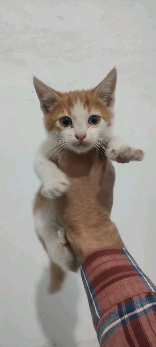 AnanasDrawz tweet media