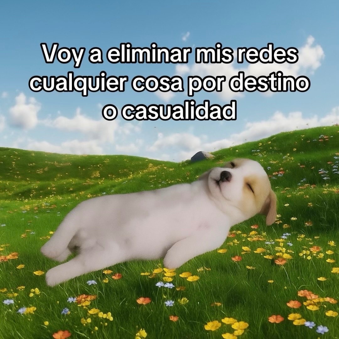 Mundo de Bigotes (@mundodebigotes) on Twitter photo 