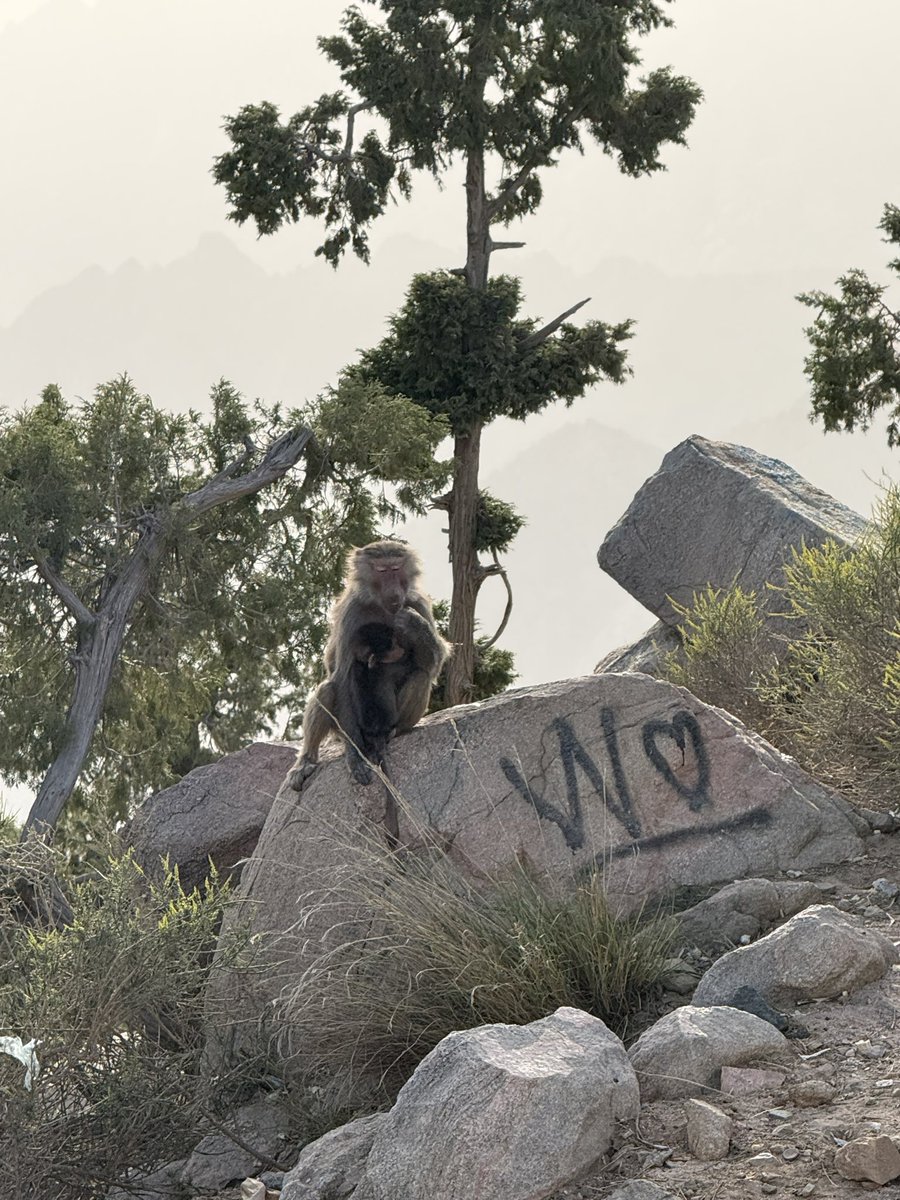 ياسر tweet media