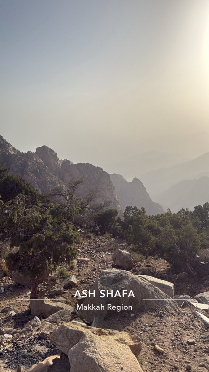 ياسر tweet media