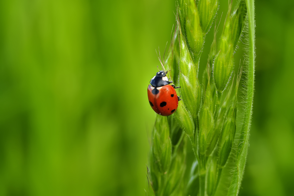 BethFratesMD's tweet image. Nature amazes.
Let's get out
and see.
🐞
Happy Spring!

#MondayMotivation #Monday #SuccessTRAIN #nature