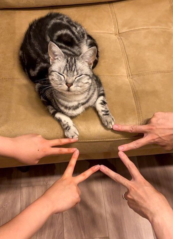 Cats all the way tweet media
