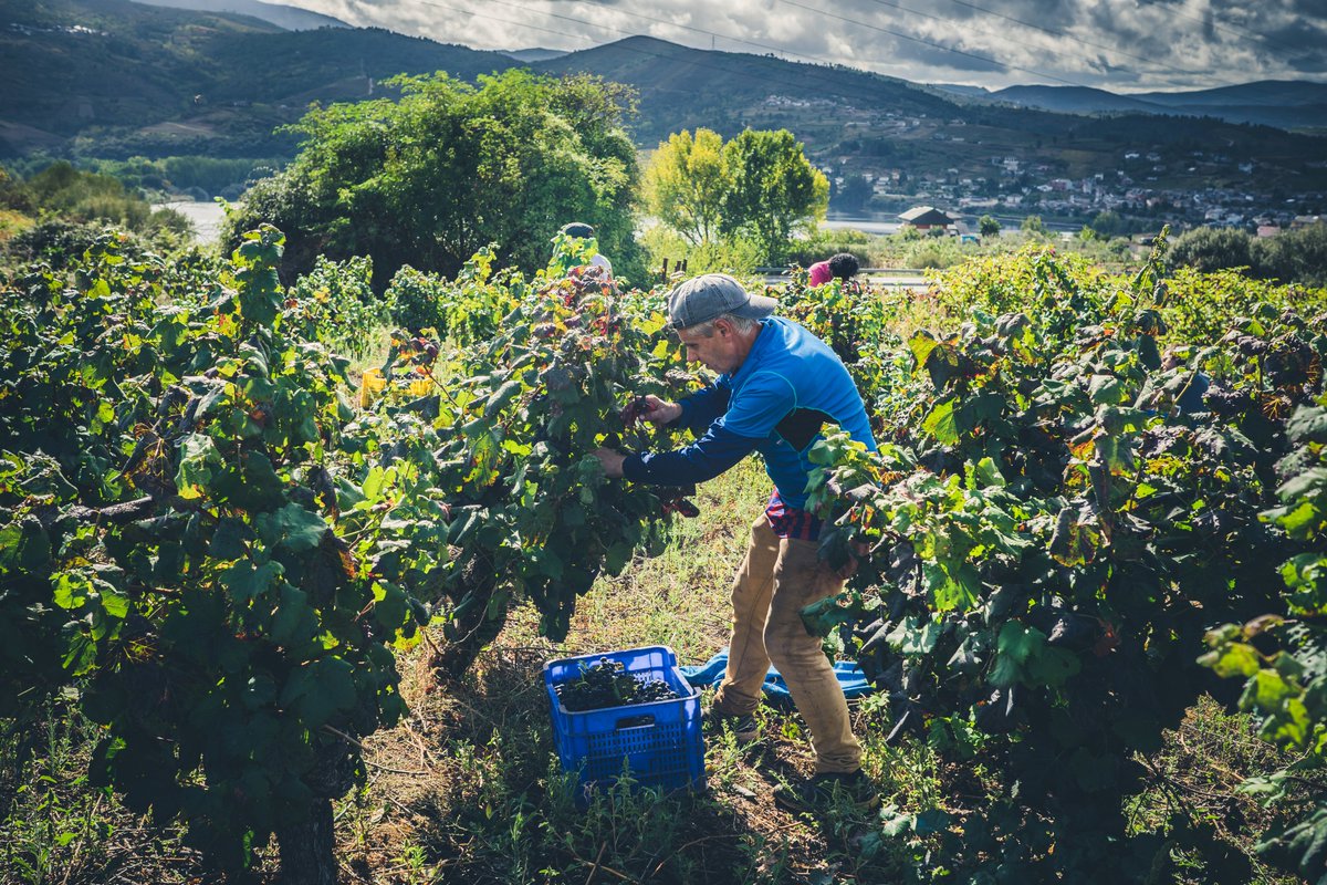 Sobrelias_'s tweet image. El tamaño del viñedo, factor clave para la aportación del sector del vino a la economía gallega #sector #vino @Xunta #Economia @CienciaUNEMI1 #investigacion ojs.unemi.edu.ec/index.php/cien…