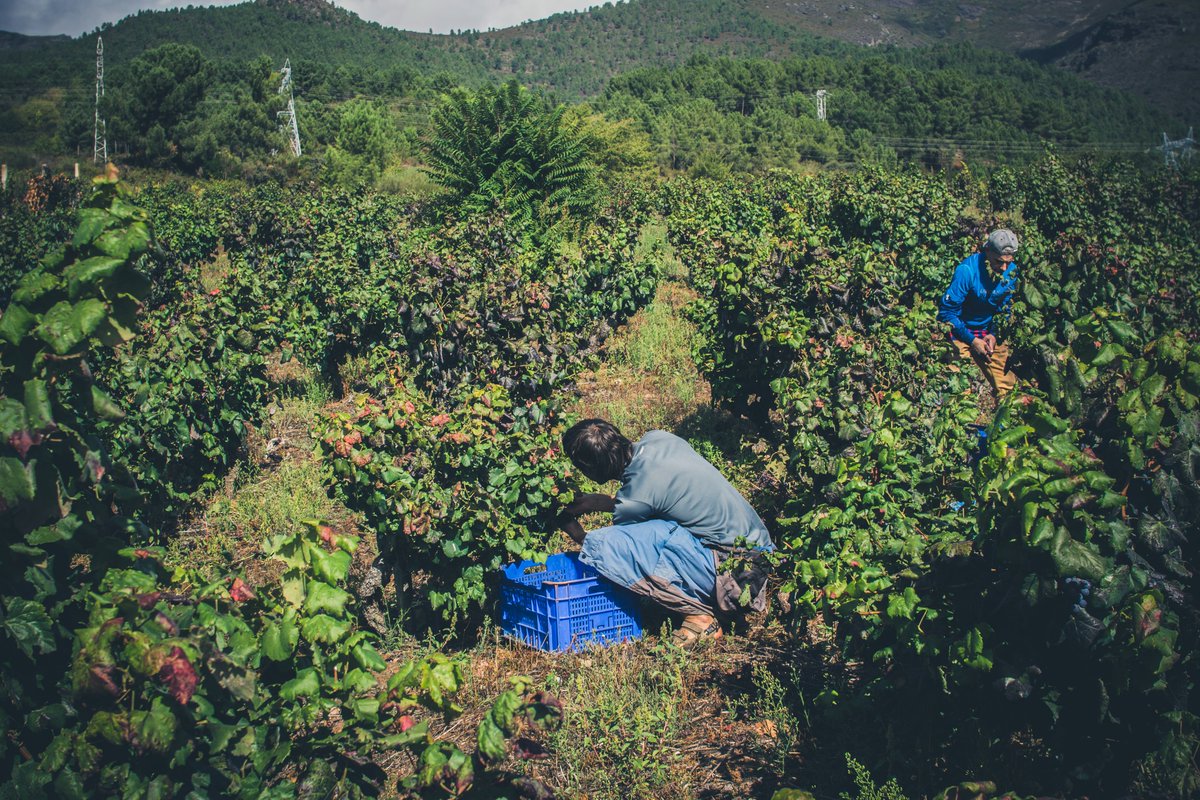Sobrelias_'s tweet image. El tamaño del viñedo, factor clave para la aportación del sector del vino a la economía gallega #sector #vino @Xunta #Economia @CienciaUNEMI1 #investigacion ojs.unemi.edu.ec/index.php/cien…