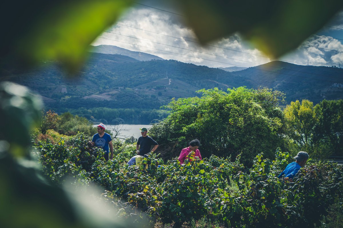 Sobrelias_'s tweet image. El tamaño del viñedo, factor clave para la aportación del sector del vino a la economía gallega #sector #vino @Xunta #Economia @CienciaUNEMI1 #investigacion ojs.unemi.edu.ec/index.php/cien…