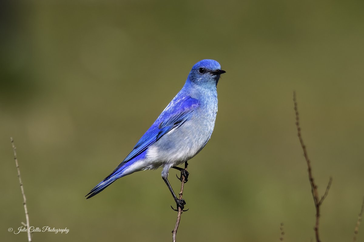 Julie Collis tweet media