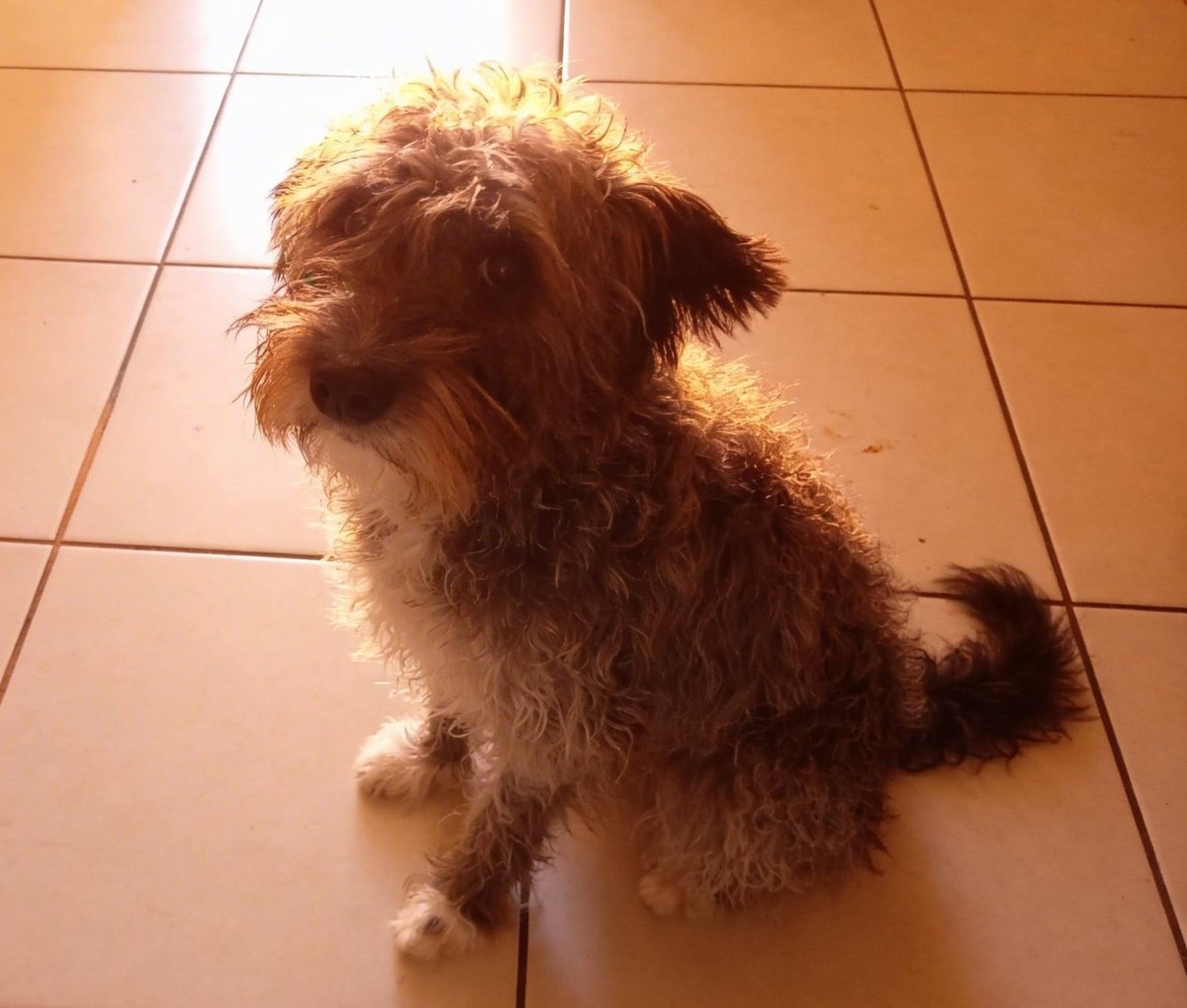 eltuitdemarsh's tweet photo. Linda perrita en adopción responsable. Se encuentra esterilizada. Es muy dulce, tierna y cariñosa. Necesita un patio grande o paseos diarios pues tiene mucha energía que requiere liberar. Si deseas darle un hogar para siempre, comunícate al +56941619550. Favor RT!
#Santiago https://t.co/1r6t9CXJDf