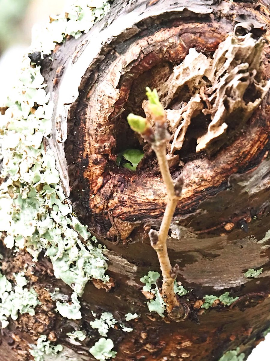 ehehe_he🐸 tweet media