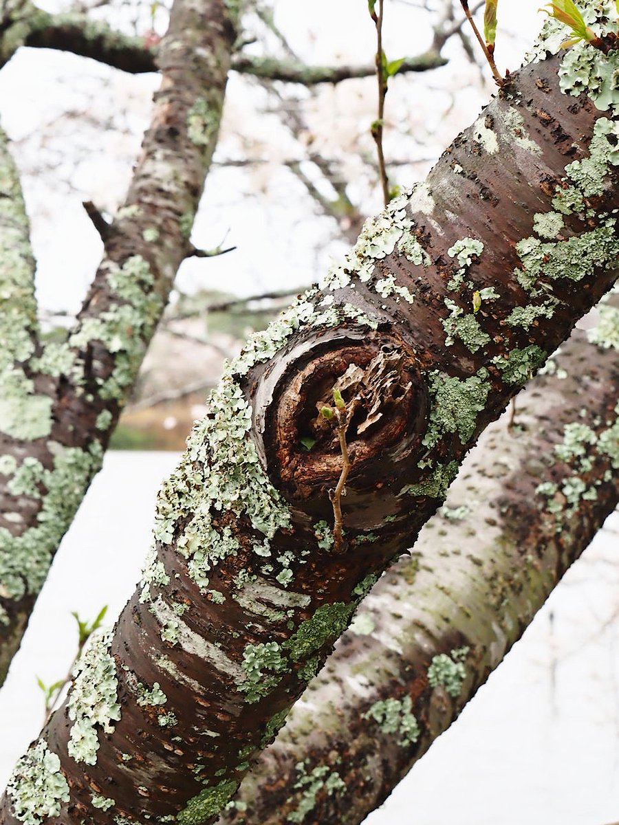 ehehe_he🐸 tweet media