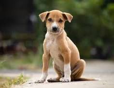 Raj Nayak tweet media