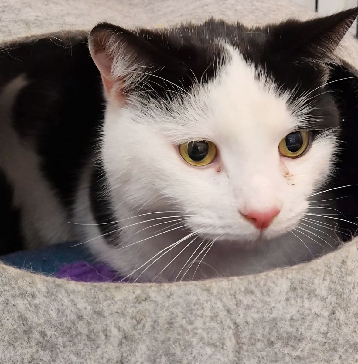 Bradford Cat Watch Rescue tweet media