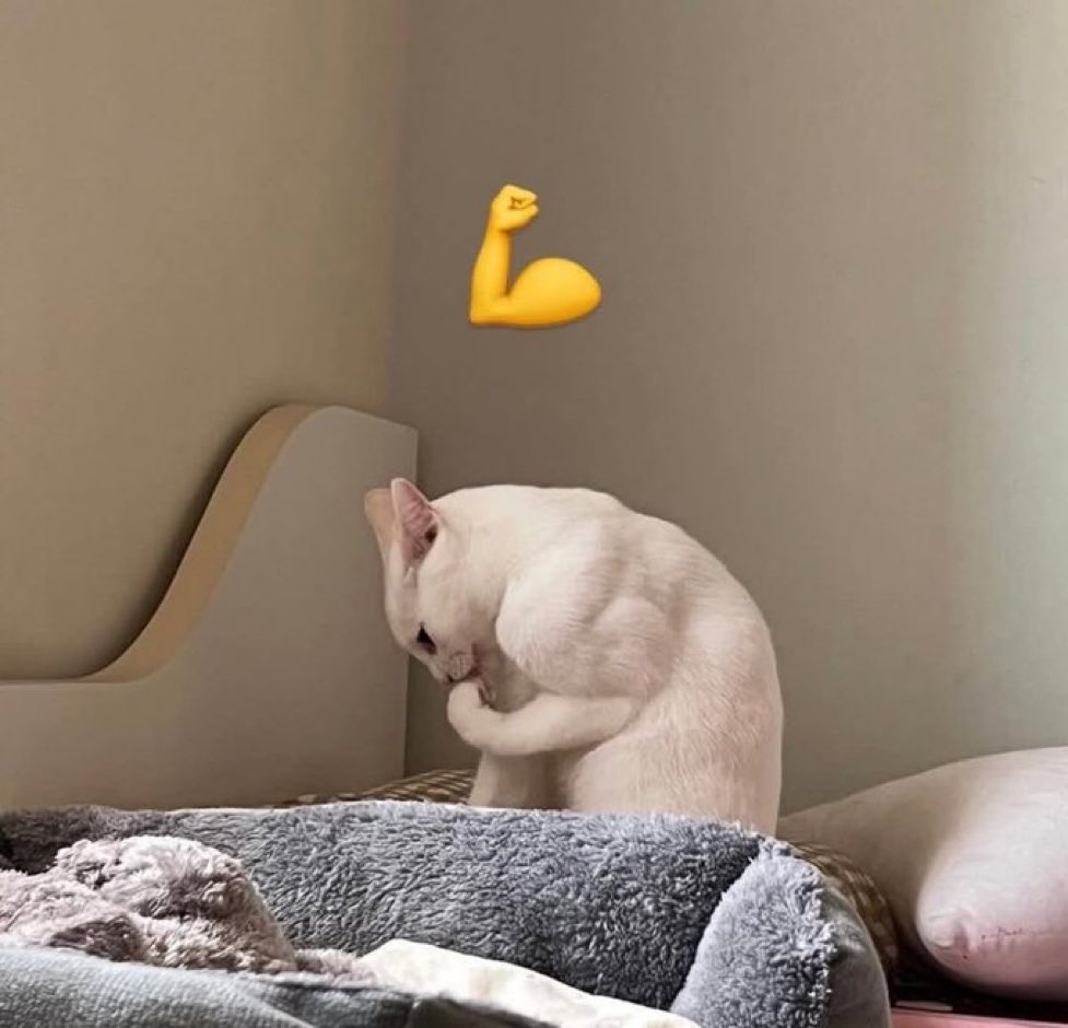 gatos fazendo gatices tweet media