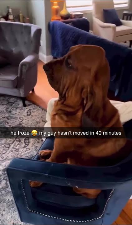 Shadowfang tweet media