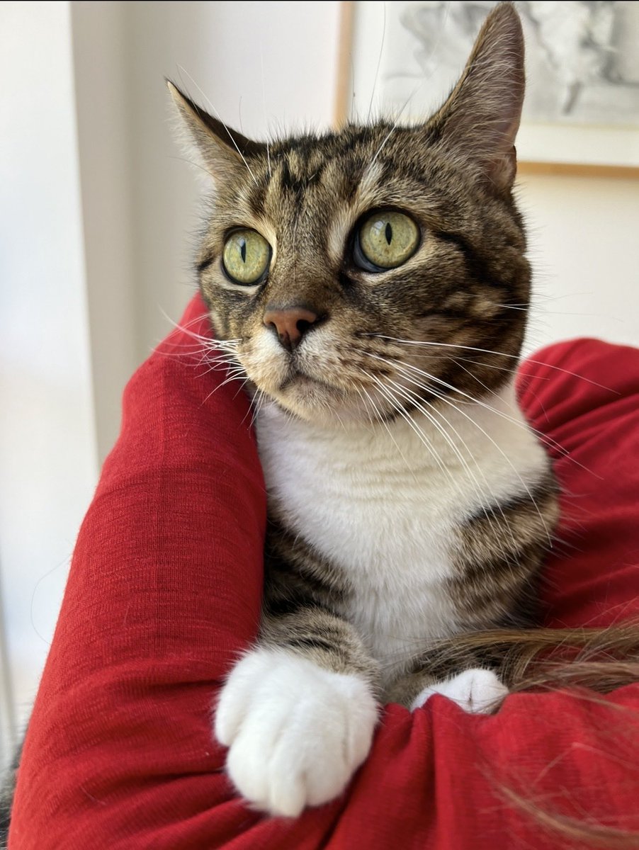 Nelly D & Yogi tweet media