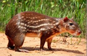 DR. PAULO FARIA tweet media