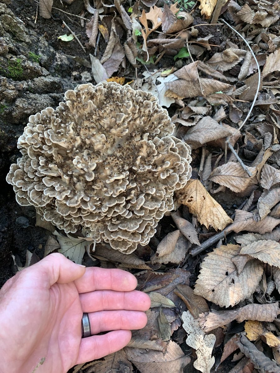 BeejJohnson tweet media