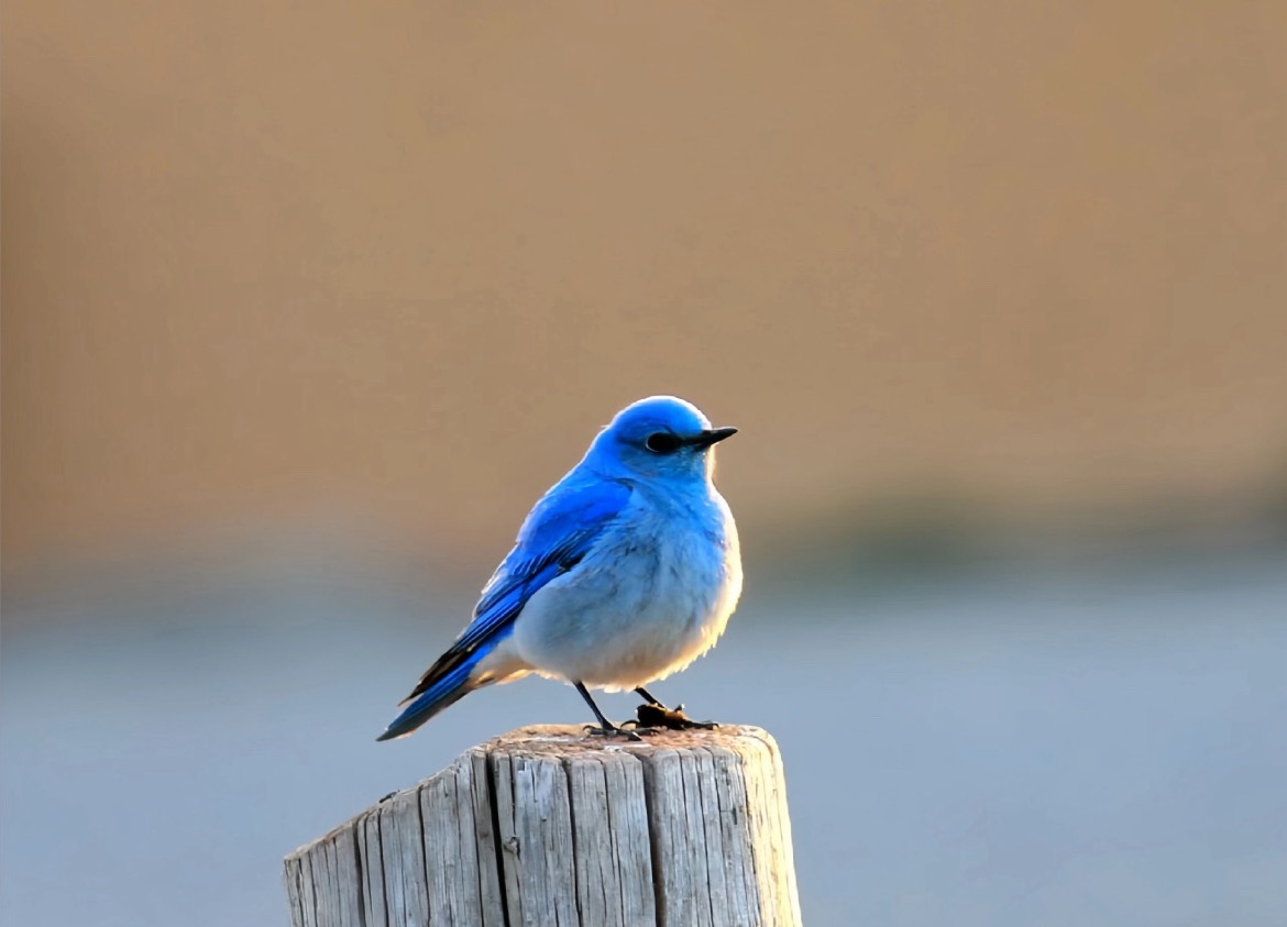 AnnaYe1985's tweet photo. It seems there's a sky even on Earth. 💙 The azure feathers of this mountain blue robin are like fresh air. It's these small yet vibrant moments that remind us to slow down and appreciate the beauty around us.

#MountainBluebird #NatureLover #BirdLovers #PerfectFeathers https://t.co/VWAL8e4JQy