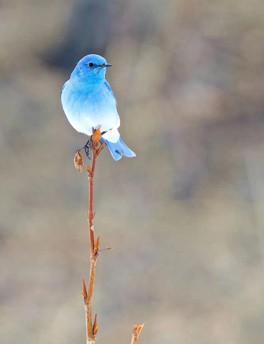 AnnaYe1985's tweet photo. It seems there's a sky even on Earth. 💙 The azure feathers of this mountain blue robin are like fresh air. It's these small yet vibrant moments that remind us to slow down and appreciate the beauty around us.

#MountainBluebird #NatureLover #BirdLovers #PerfectFeathers https://t.co/VWAL8e4JQy