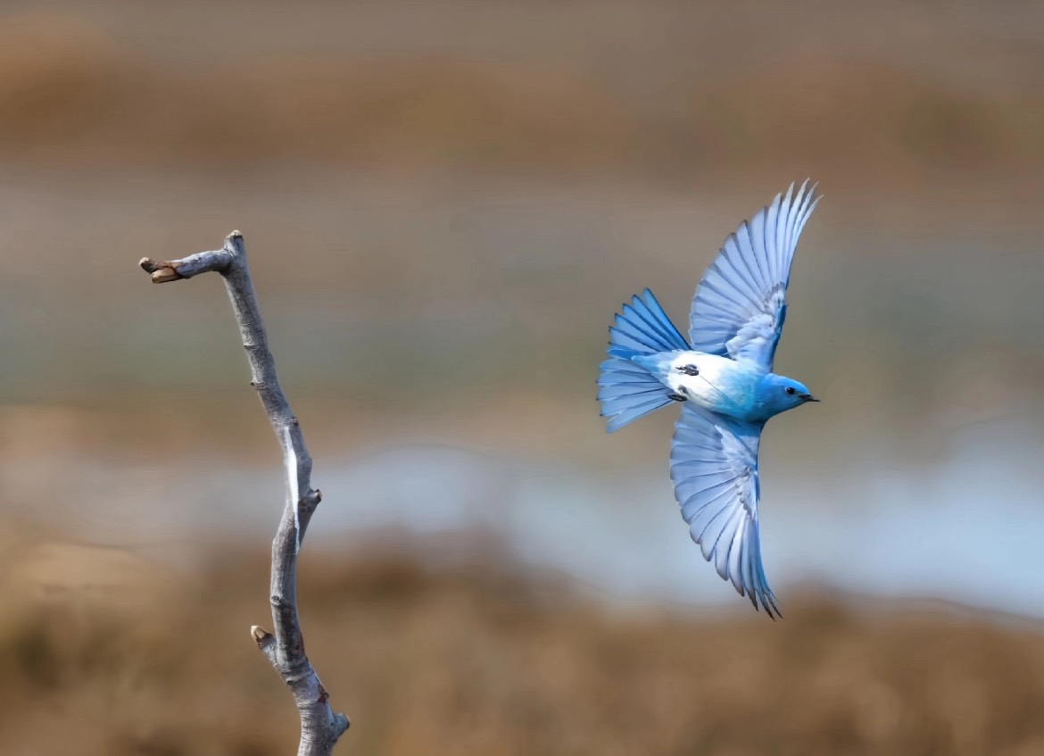 AnnaYe1985's tweet photo. It seems there's a sky even on Earth. 💙 The azure feathers of this mountain blue robin are like fresh air. It's these small yet vibrant moments that remind us to slow down and appreciate the beauty around us.

#MountainBluebird #NatureLover #BirdLovers #PerfectFeathers https://t.co/VWAL8e4JQy
