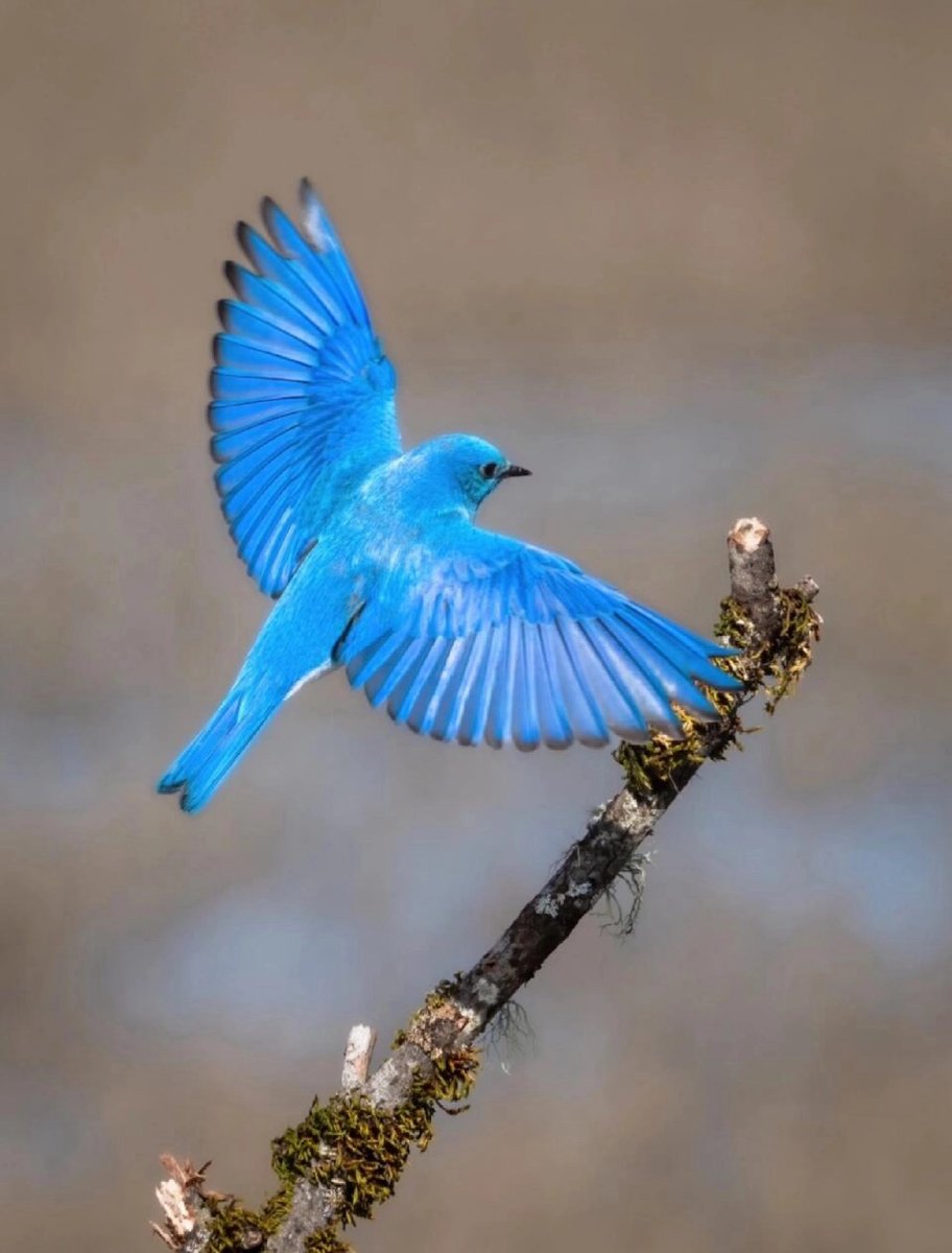 AnnaYe1985's tweet photo. It seems there's a sky even on Earth. 💙 The azure feathers of this mountain blue robin are like fresh air. It's these small yet vibrant moments that remind us to slow down and appreciate the beauty around us.

#MountainBluebird #NatureLover #BirdLovers #PerfectFeathers https://t.co/VWAL8e4JQy