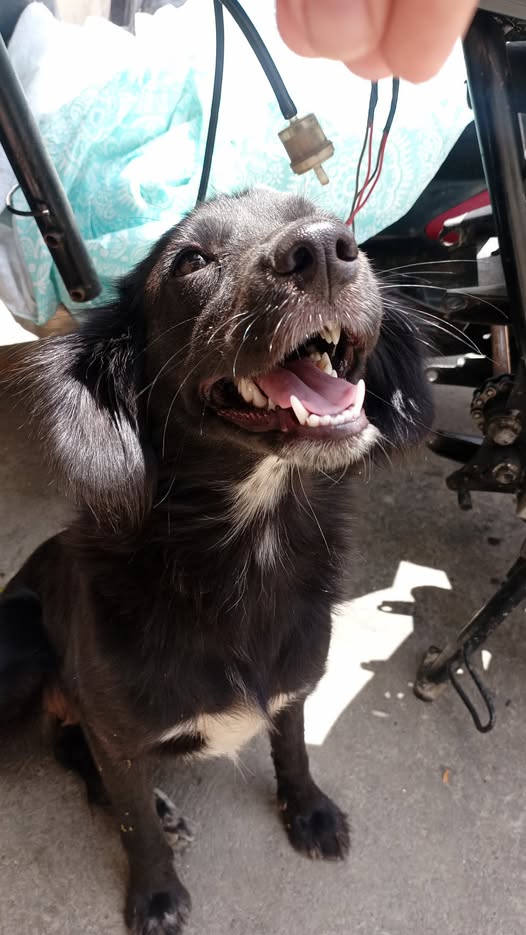 A64029345's tweet photo. 04241406518 Perra aparentemente de raza es una collie, tiene un ano y medio se llama tritzi , ella ya tuvo cachorros, es de calle, muy cariñosa con los niños, no puedo tenerla en casa y ya van varias veces que la maltratan en calle, si alguien desea adopartala o si saben https://t.co/LRWYPBzQsH