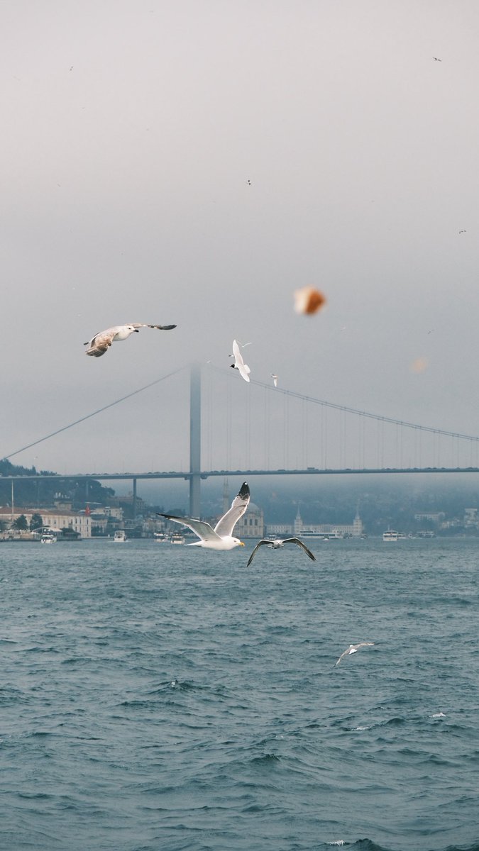 Rahime Gül tweet media