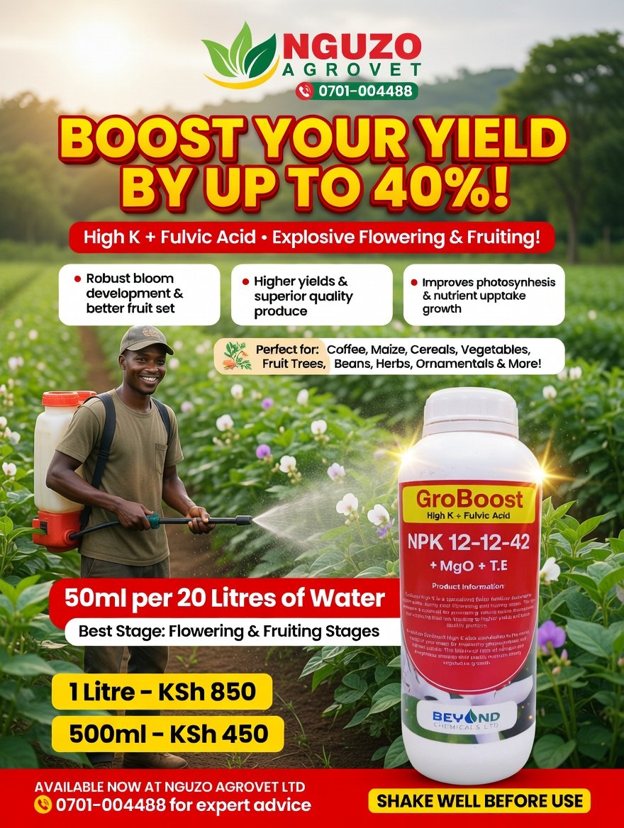 NguzoAgrovet's tweet image. 🚨 NGUZO FARMING TIPS 🚨
Did you know? 
2024-2025 studies prove that GroBoost High K + Fulvic Acid foliar type can increase yields by UP TO 40% on maize, coffee &amp;amp; beans 🔥
Flowering stage = money time.
50ml / 20L water  
1L  Kes 850 | 500ml Kes 450
📞0701-004488
 #YieldBoost