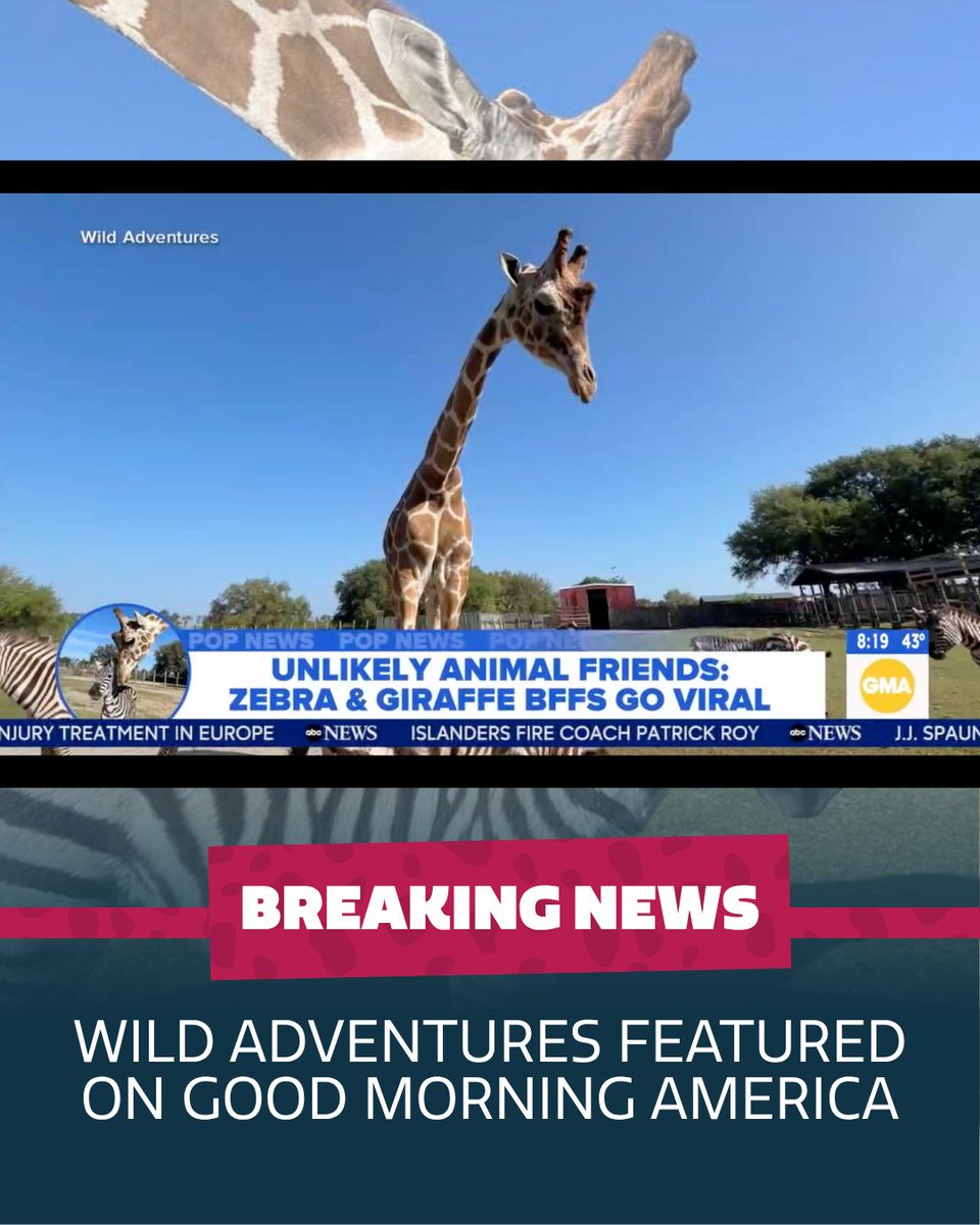 Wild_Adventures's tweet photo. BREAKING NEWS: Wild Adventures featured on Good Morning America! https://t.co/g5WkRdnB7m https://t.co/D561HobhLL
